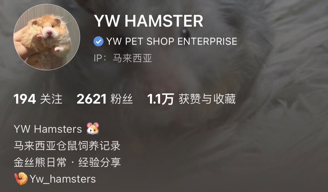 YW HAMSTER 小红书企业号蓝勾认证真实截图